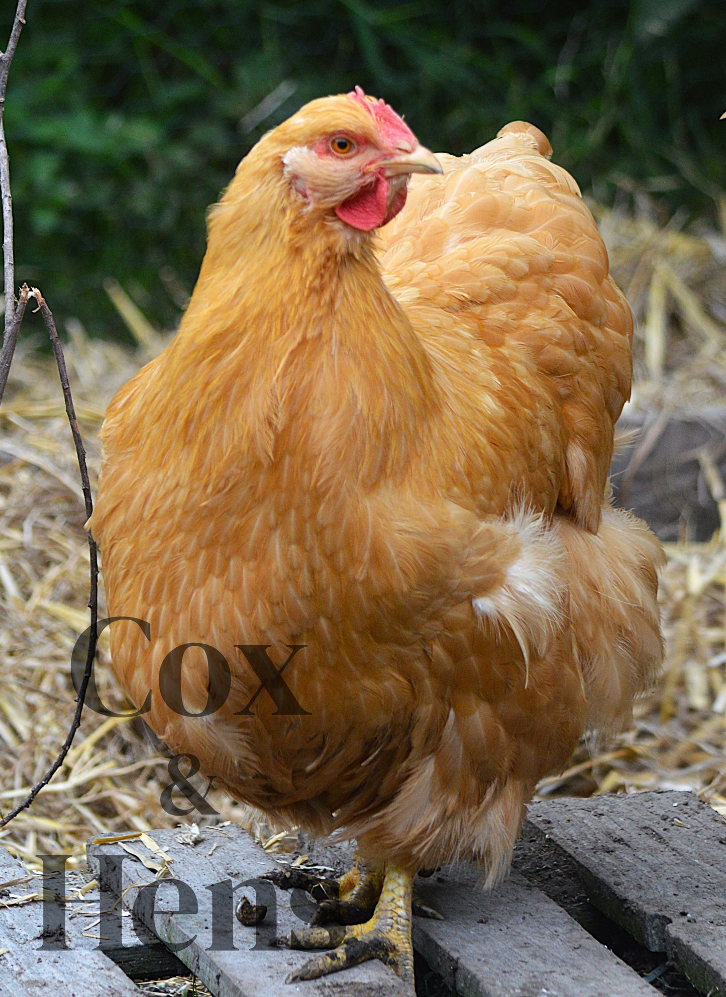 Buff Orpington 12 Hatching Eggs