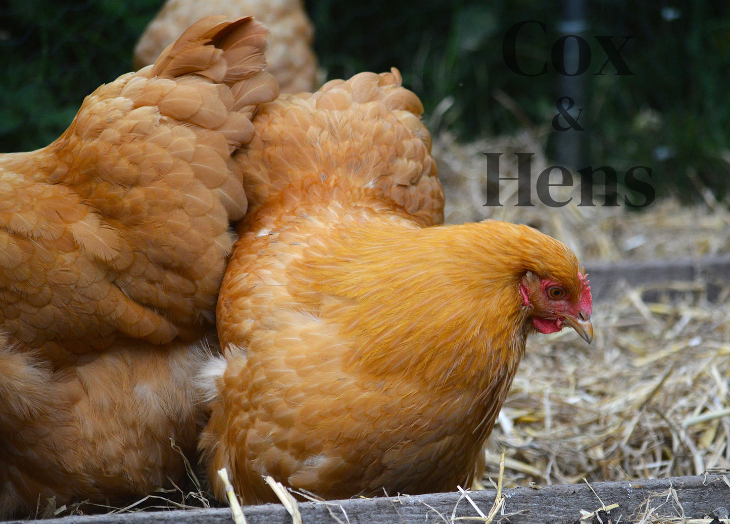 Buff Orpington 12 Hatching Eggs