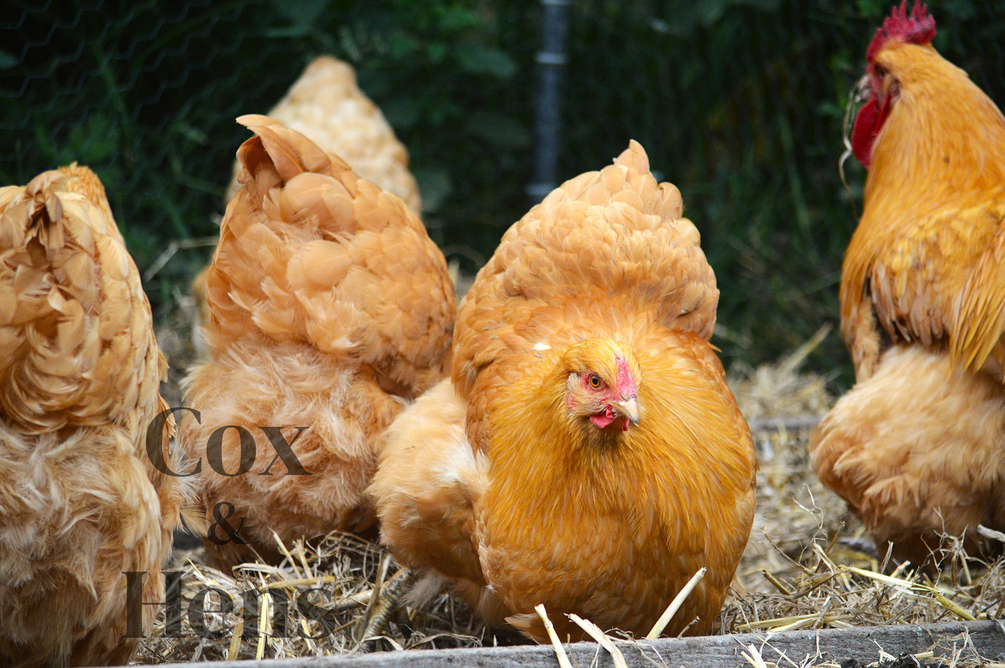 Buff Orpington 12 Hatching Eggs