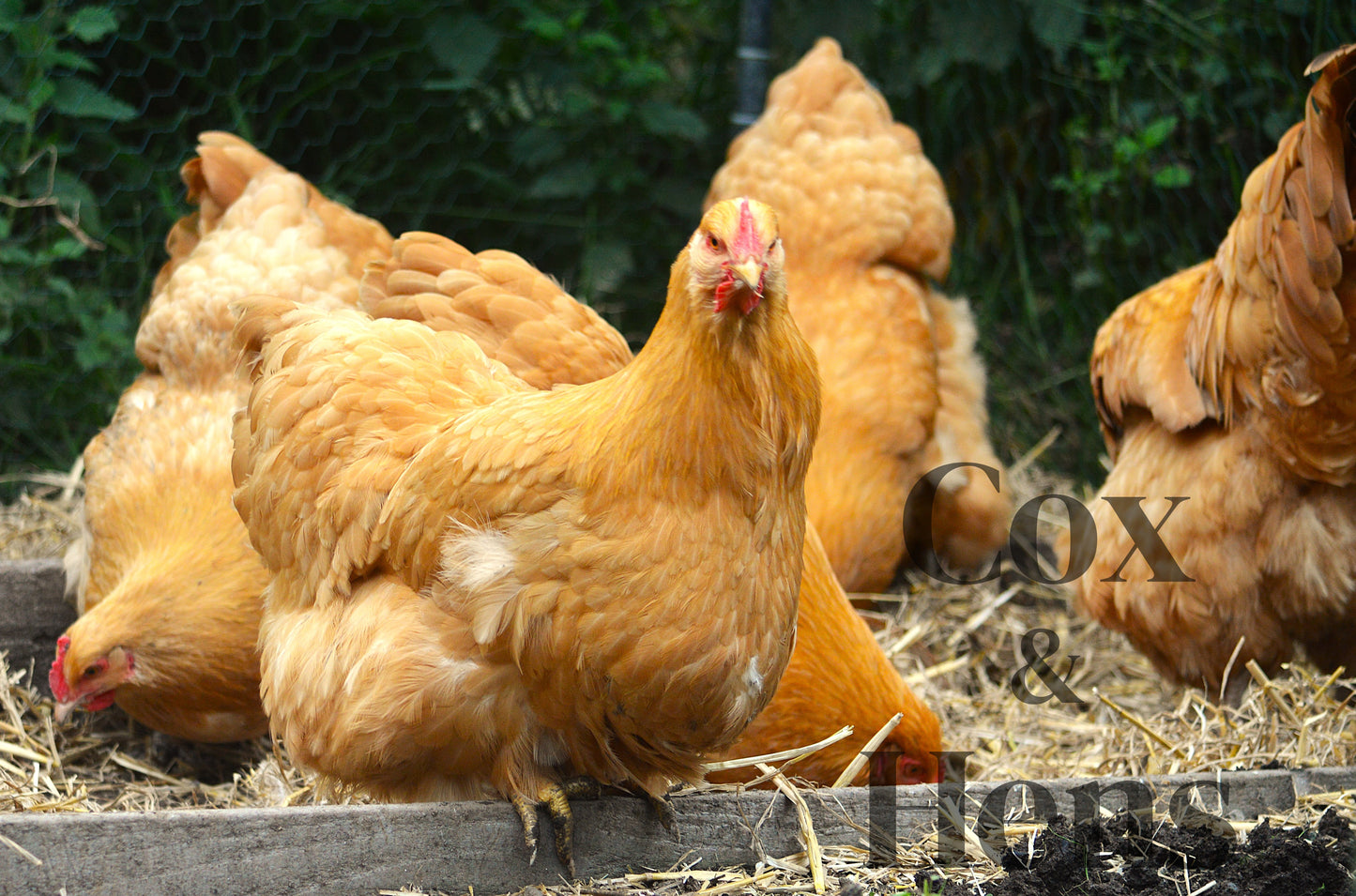 Buff Orpington 12 Hatching Eggs