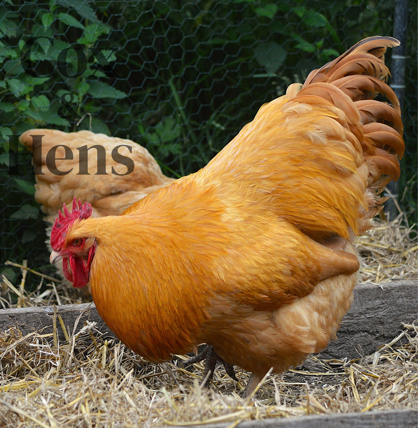 Buff Orpington 12 Hatching Eggs