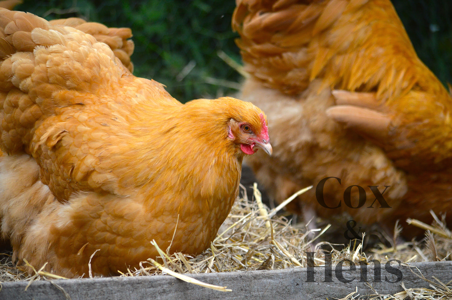 Buff Orpington 12 Hatching Eggs
