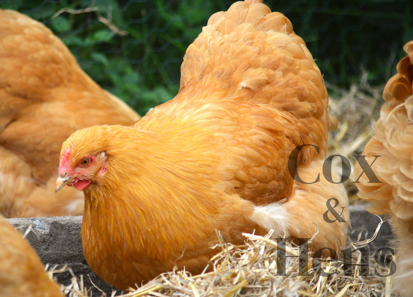 Buff Orpington 12 Hatching Eggs