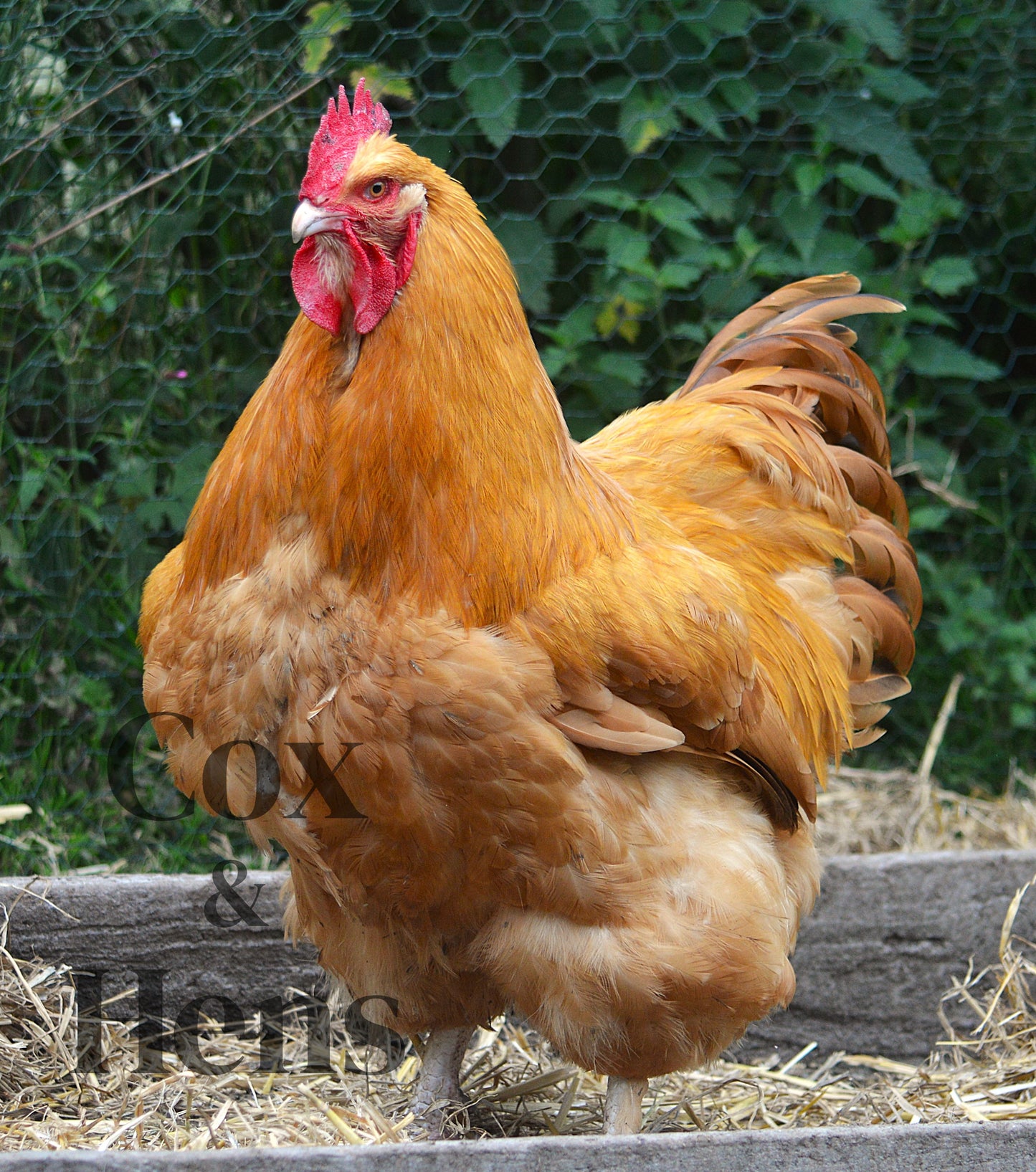 Buff Orpington 12 Hatching Eggs