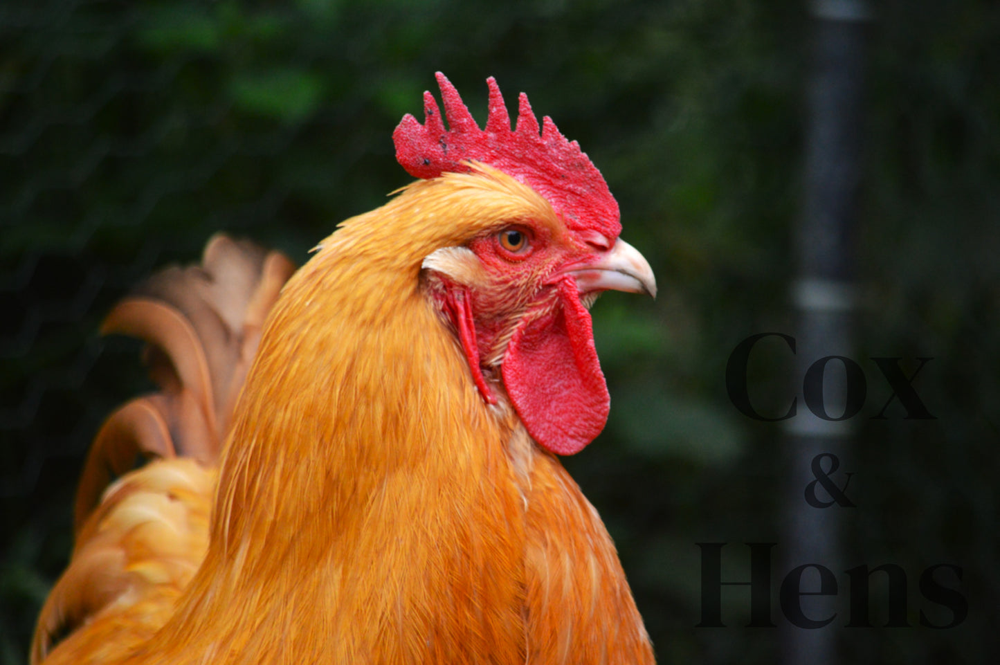 Buff Orpington 12 Hatching Eggs