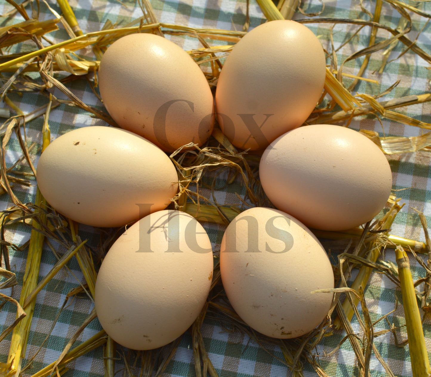 Lavender Orpingtons 6 Hatching Eggs