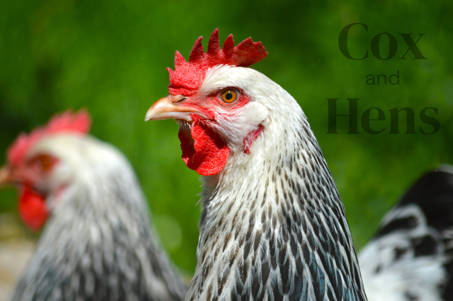 Light Sussex 6 Hatching Eggs