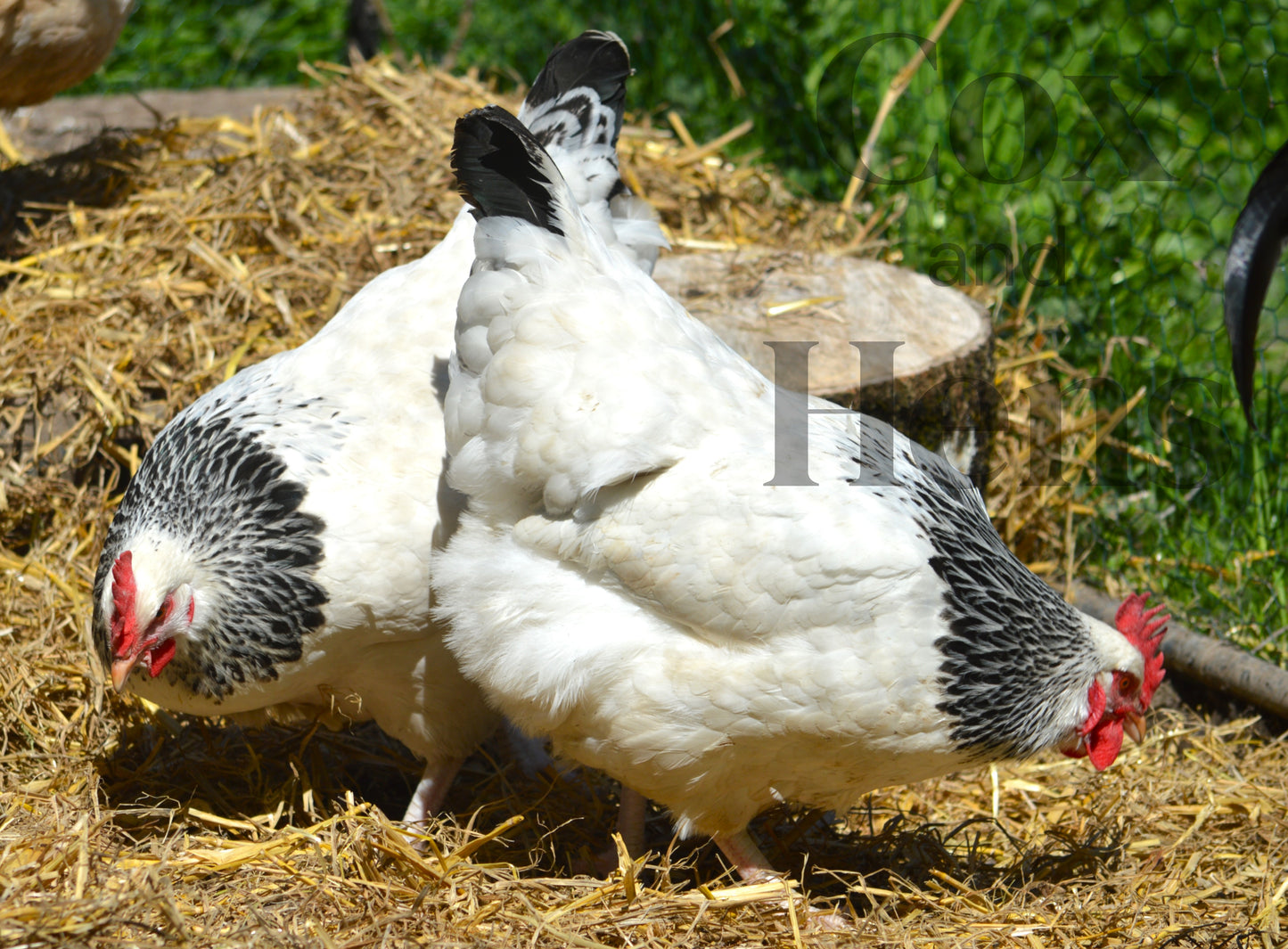 Light Sussex 6 Hatching Eggs