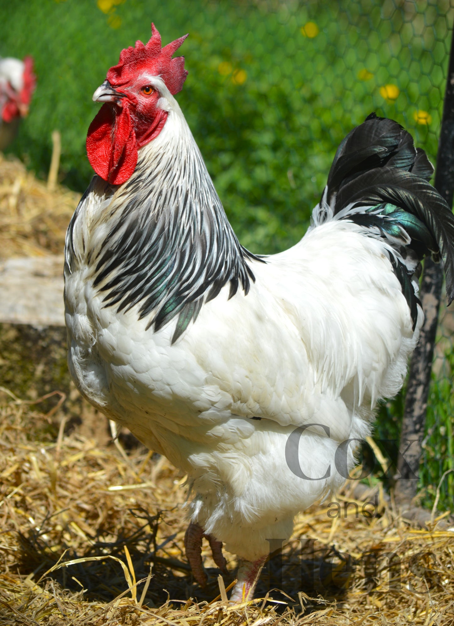 Light Sussex 12 Hatching Eggs