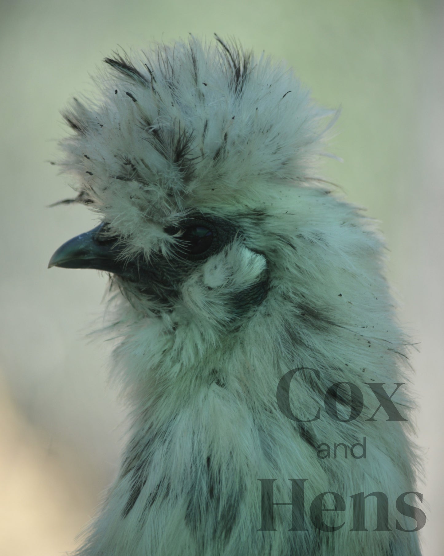 Mixed Colour Silkie Bantam 12 Hatching Eggs