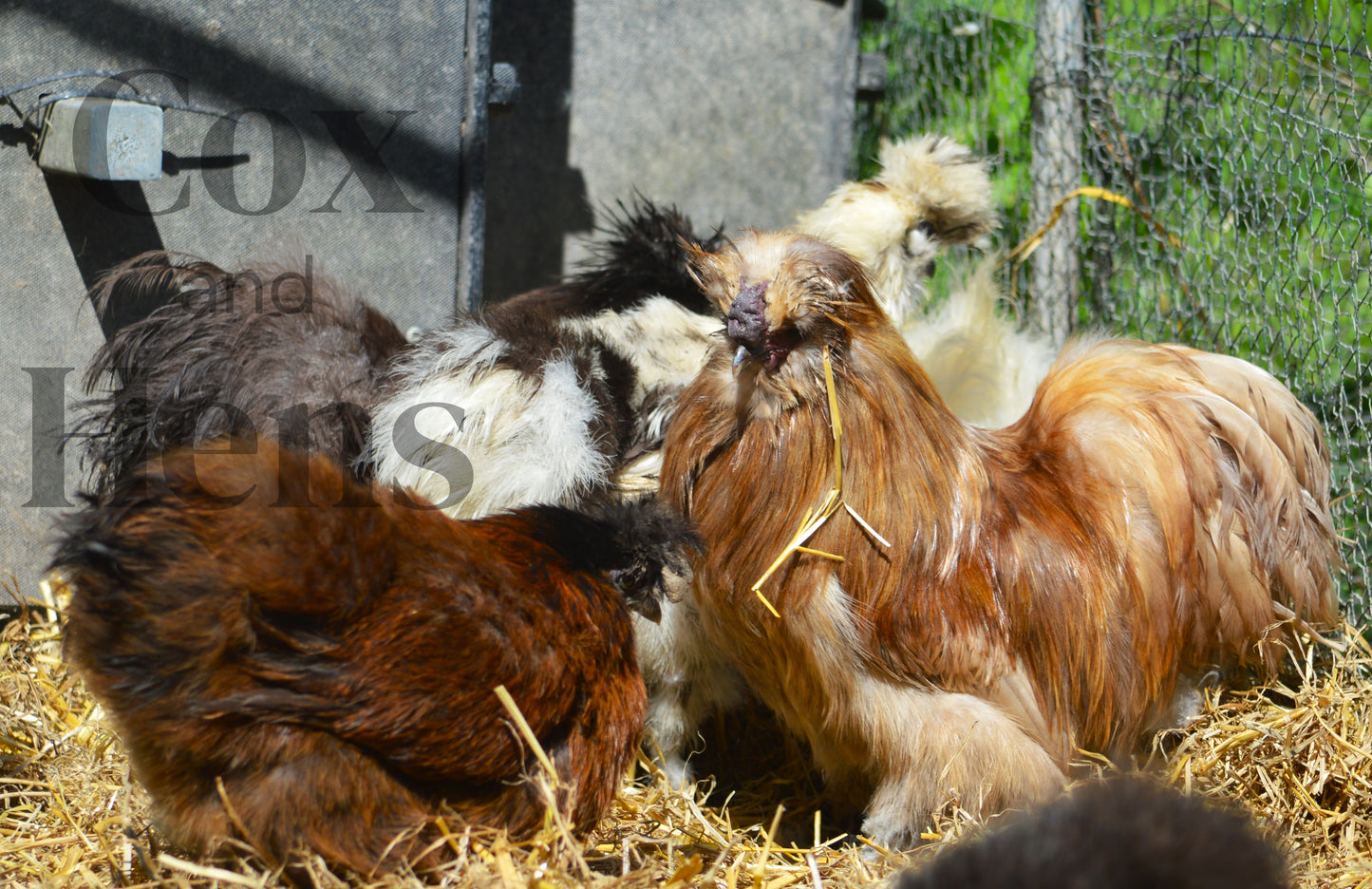 Mixed Colour Silkie Bantam 12 Hatching Eggs