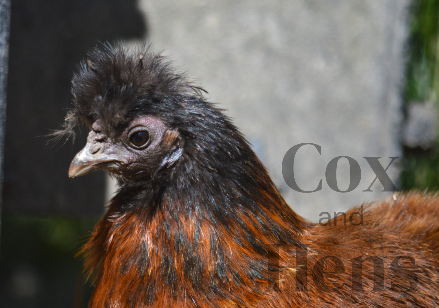 Mixed Colour Silkie Bantam 6 Hatching Eggs
