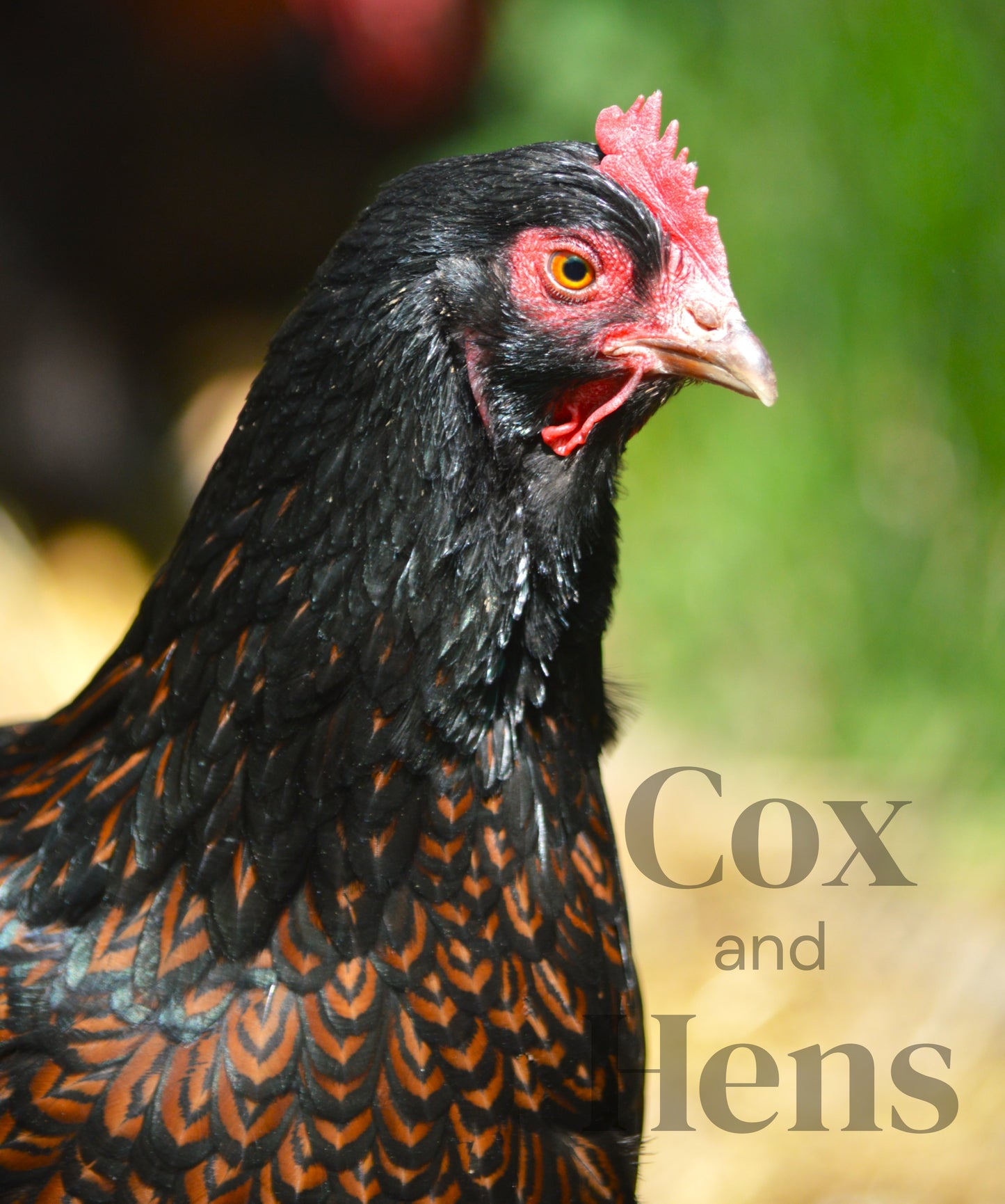 Gold Double Laced Barnevelder 6 Hatching Eggs