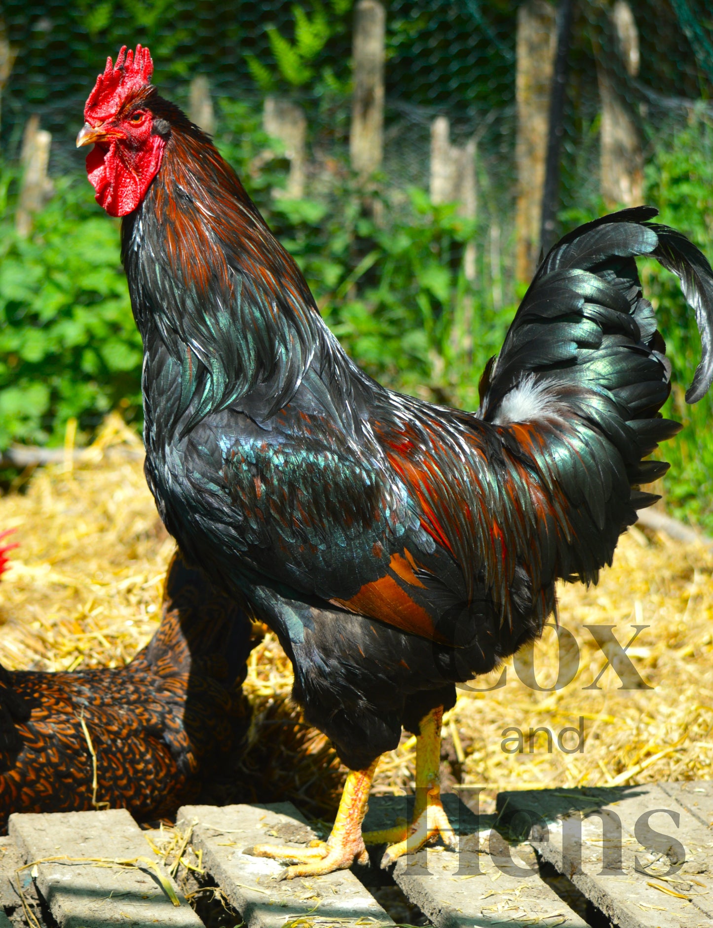 Gold Double Laced Barnevelder 12 Hatching Eggs