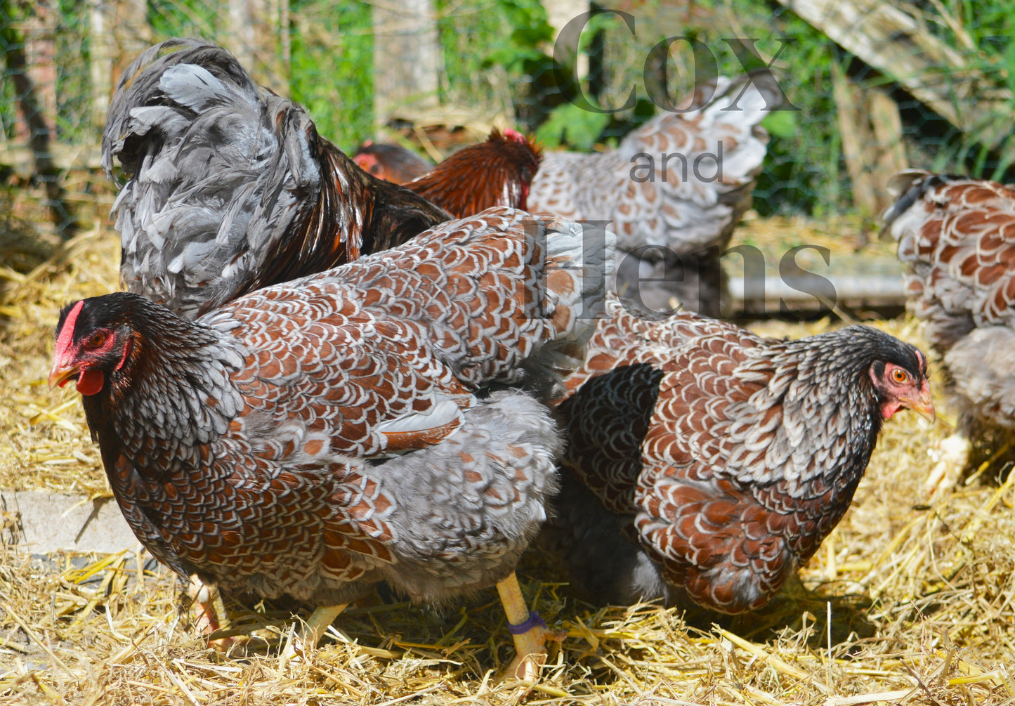 Blue Laced Red Wyandottes 6 Hatching Eggs