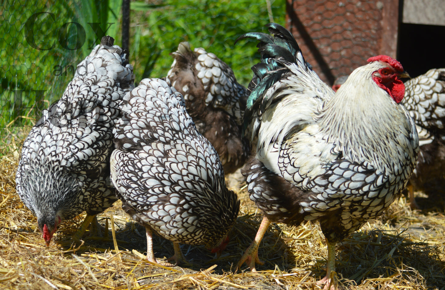 Silver Laced Wyandotte 12 Hatching Eggs