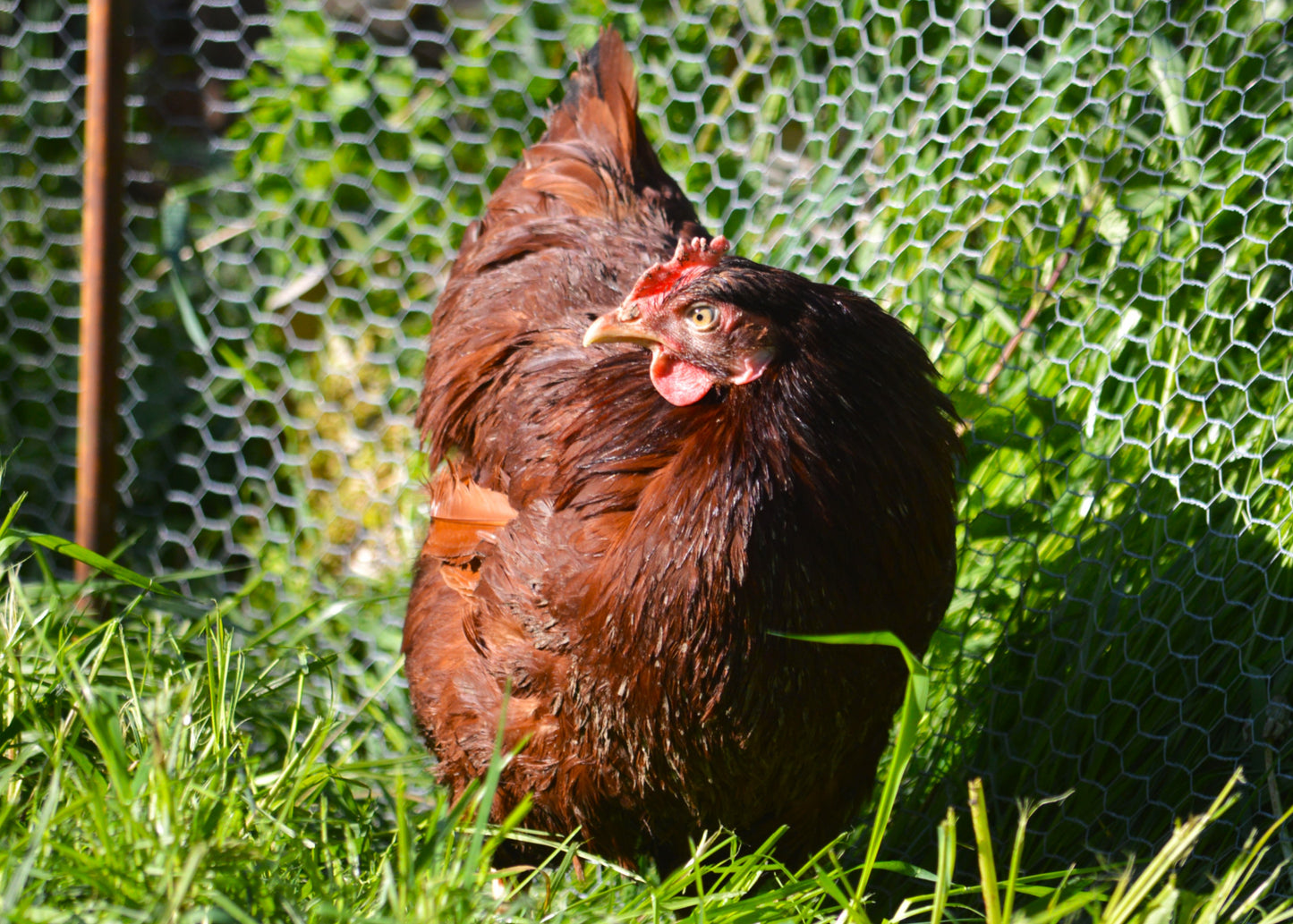 Lucky Dip of 12 Large Fowl Hatching Eggs