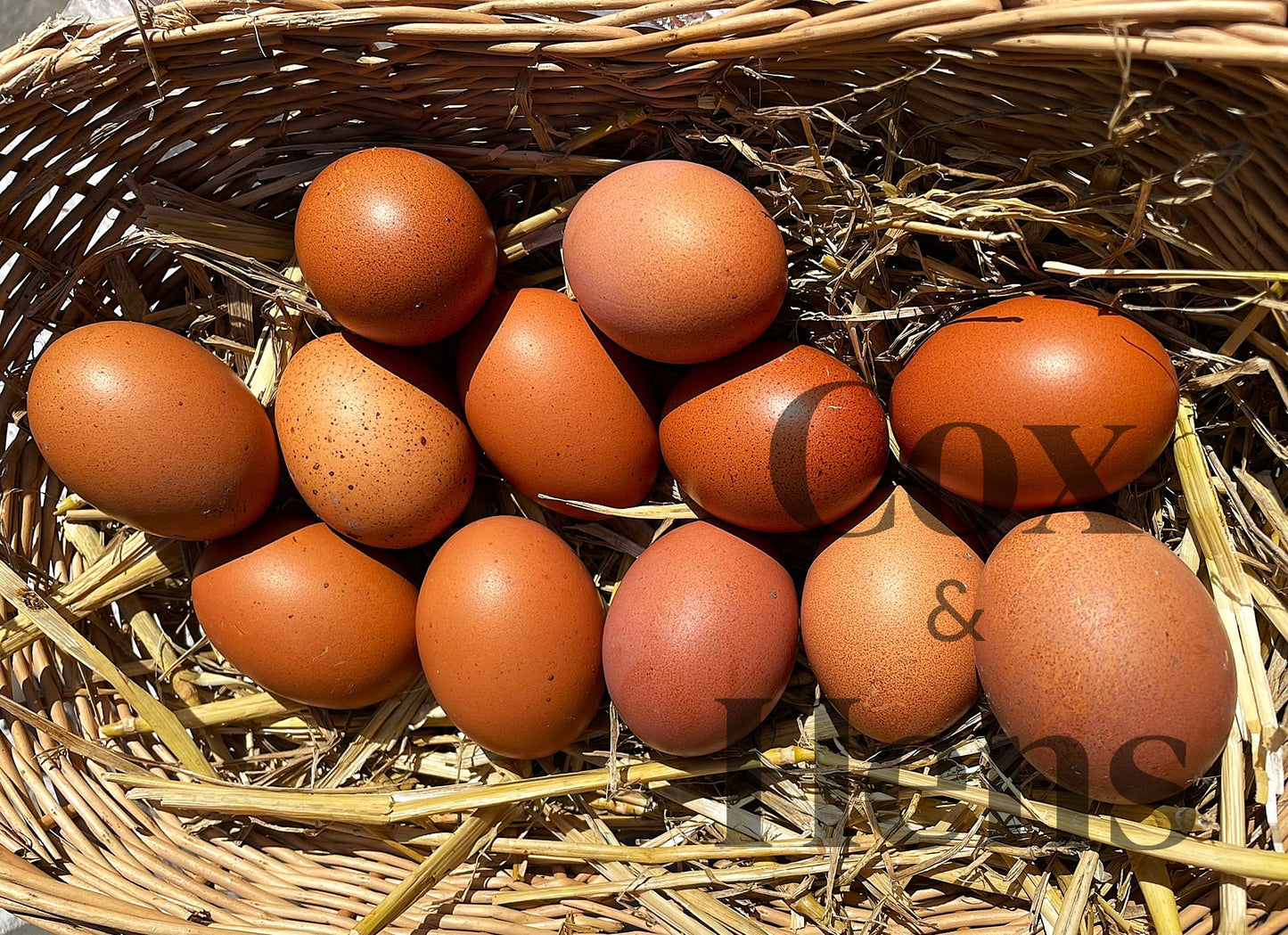 Black and Blue Mixed Copper Maran Egg 12 Hatching Eggs