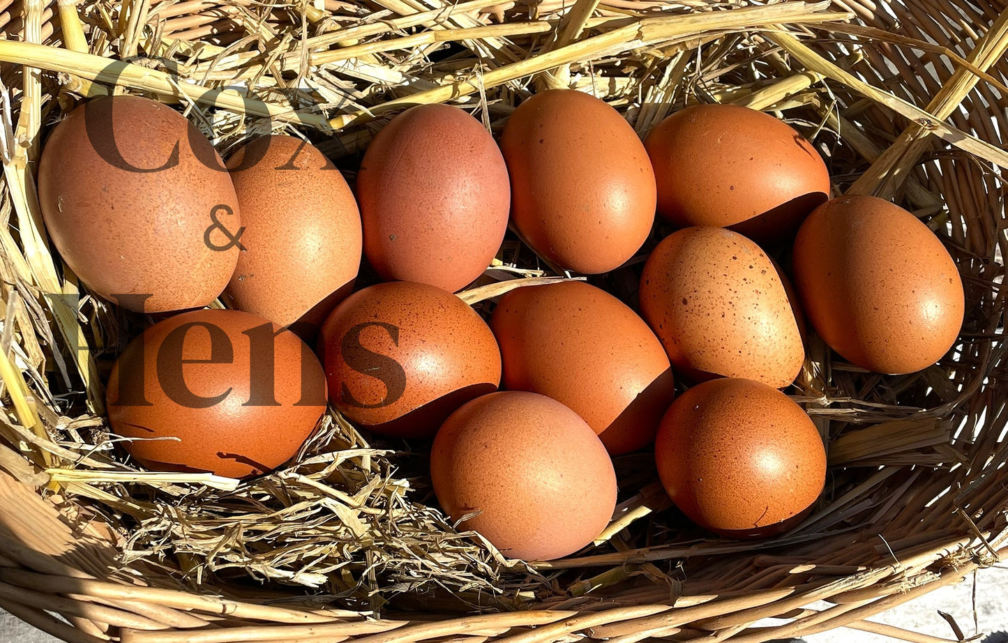 Black and Blue Mixed Copper Maran Egg 12 Hatching Eggs