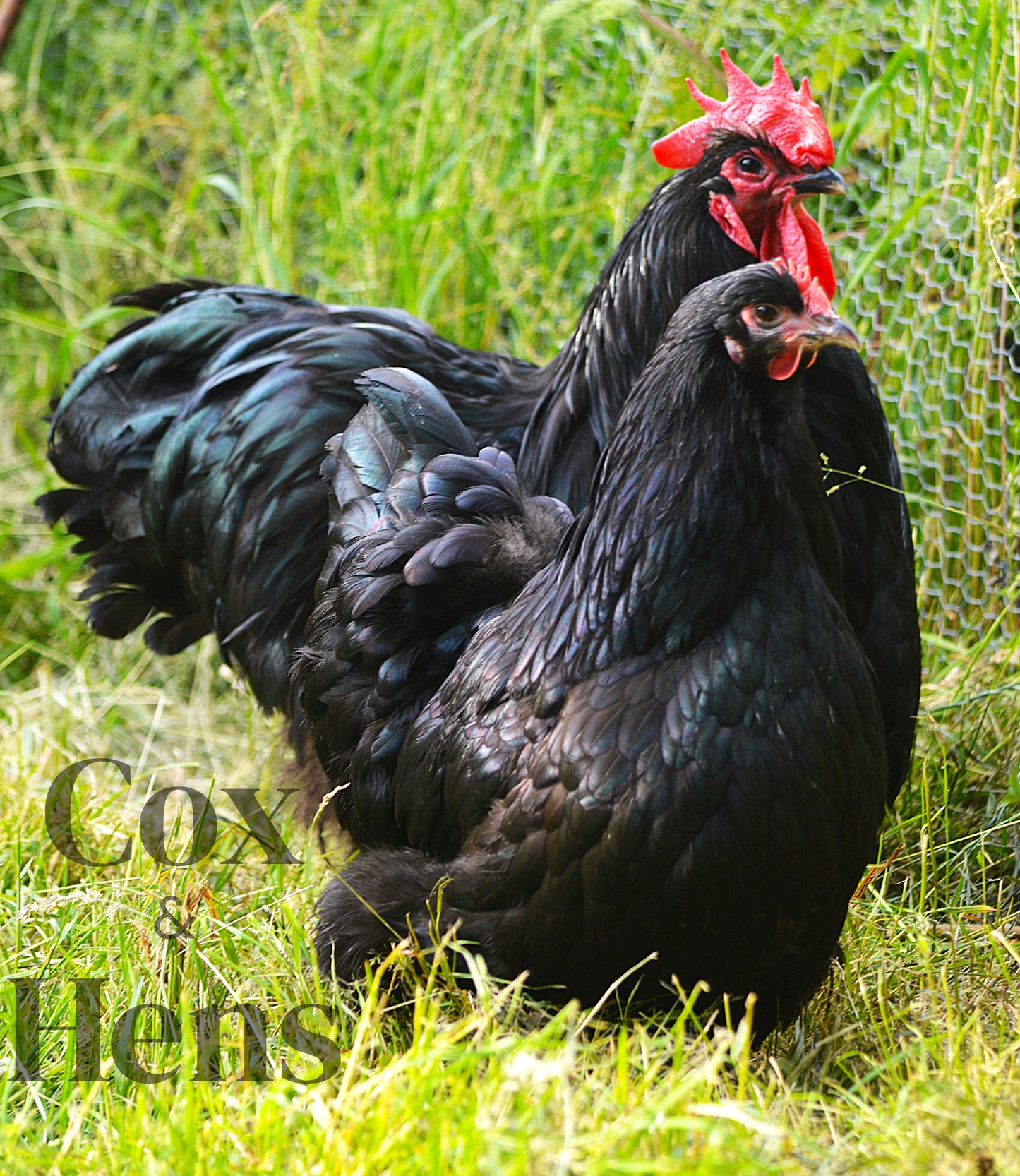 Black Orpington 6 Hatching Eggs