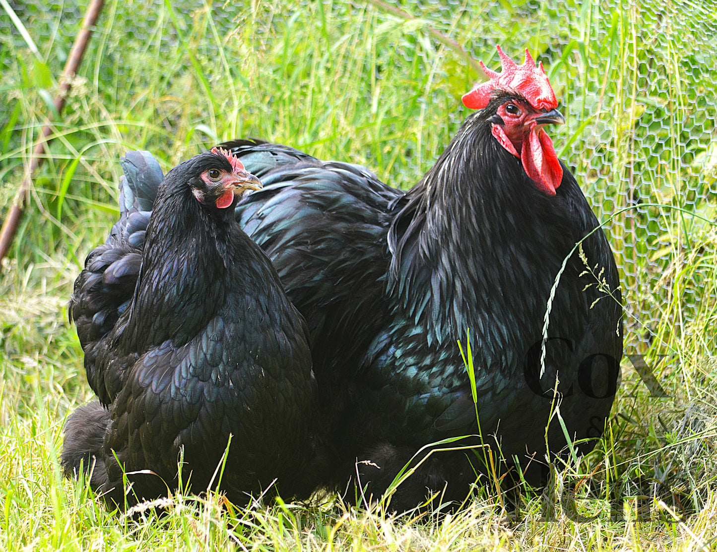 Black Orpington 6 Hatching Eggs