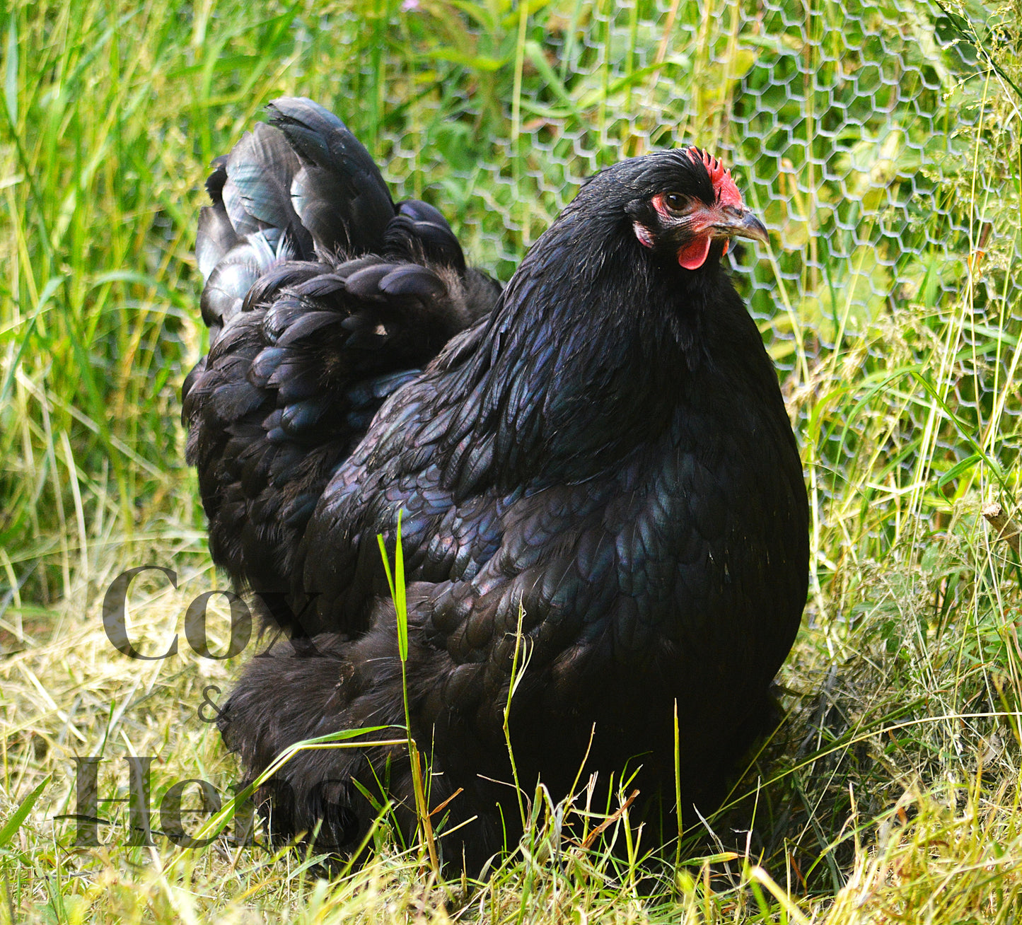 Black Orpington 6 Hatching Eggs
