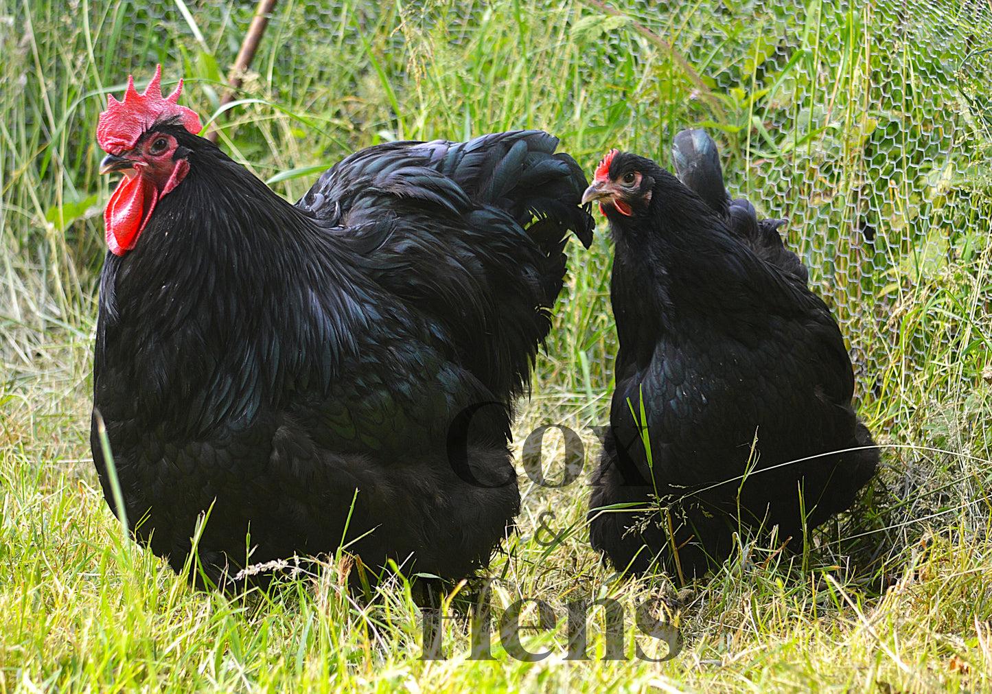 Black Orpington 6 Hatching Eggs