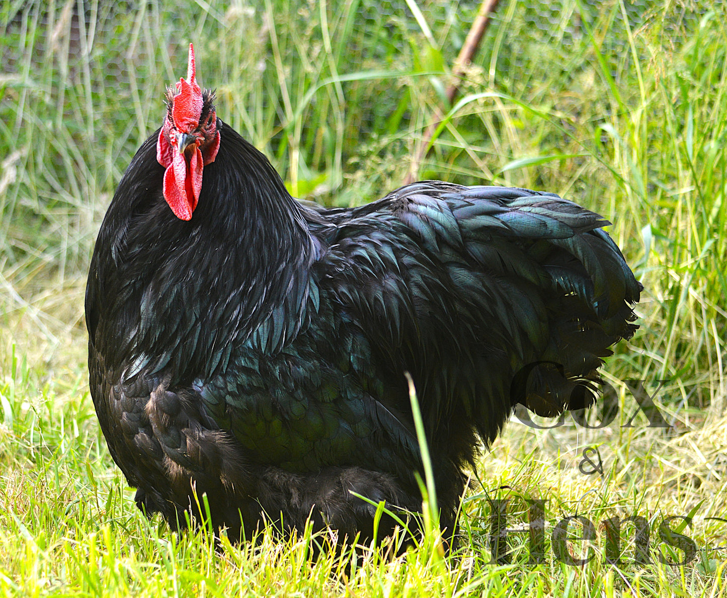 Black Orpington 6 Hatching Eggs