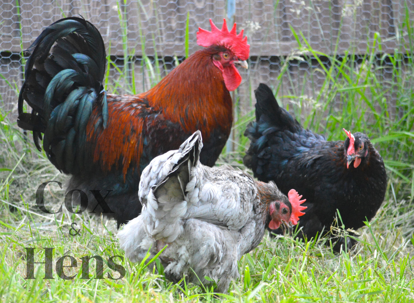 Black and Blue Mixed Copper Maran Dark Egg 12 Hatching Eggs