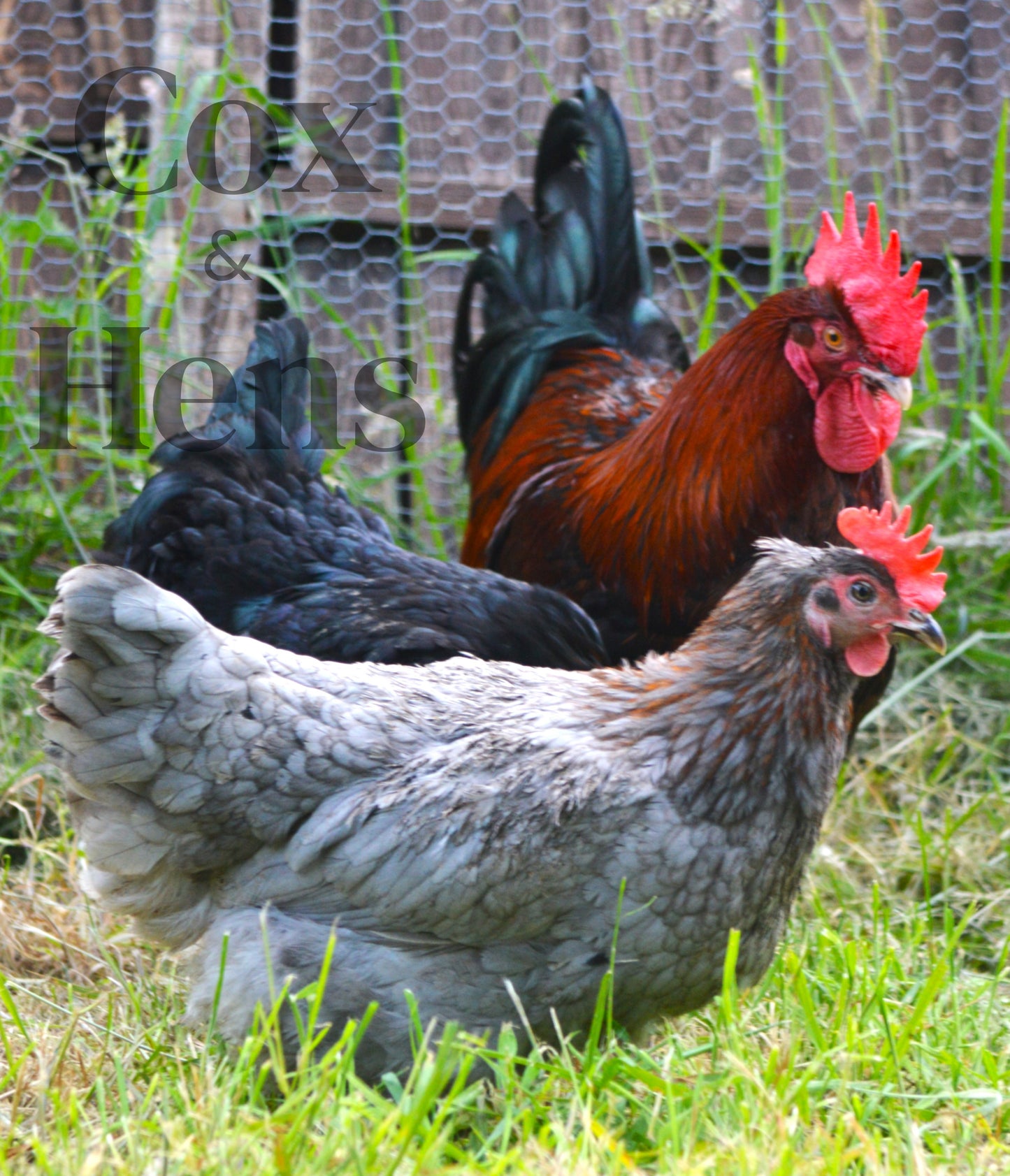 Black and Blue Mixed Copper Maran Dark Egg 12 Hatching Eggs