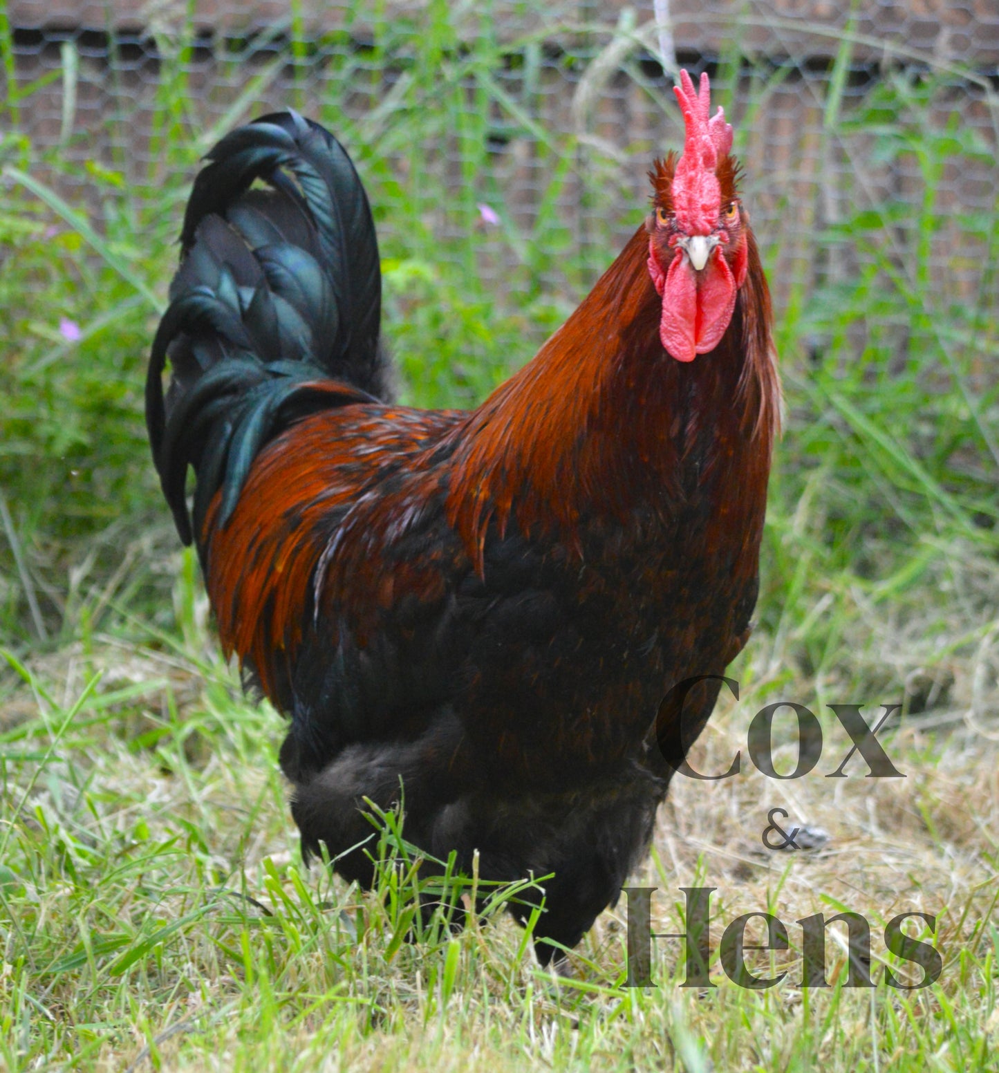 Black and Blue Mixed Copper Maran Dark Egg 12 Hatching Eggs