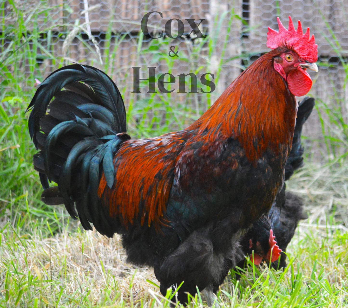 Black and Blue Mixed Copper Maran Dark Egg 12 Hatching Eggs