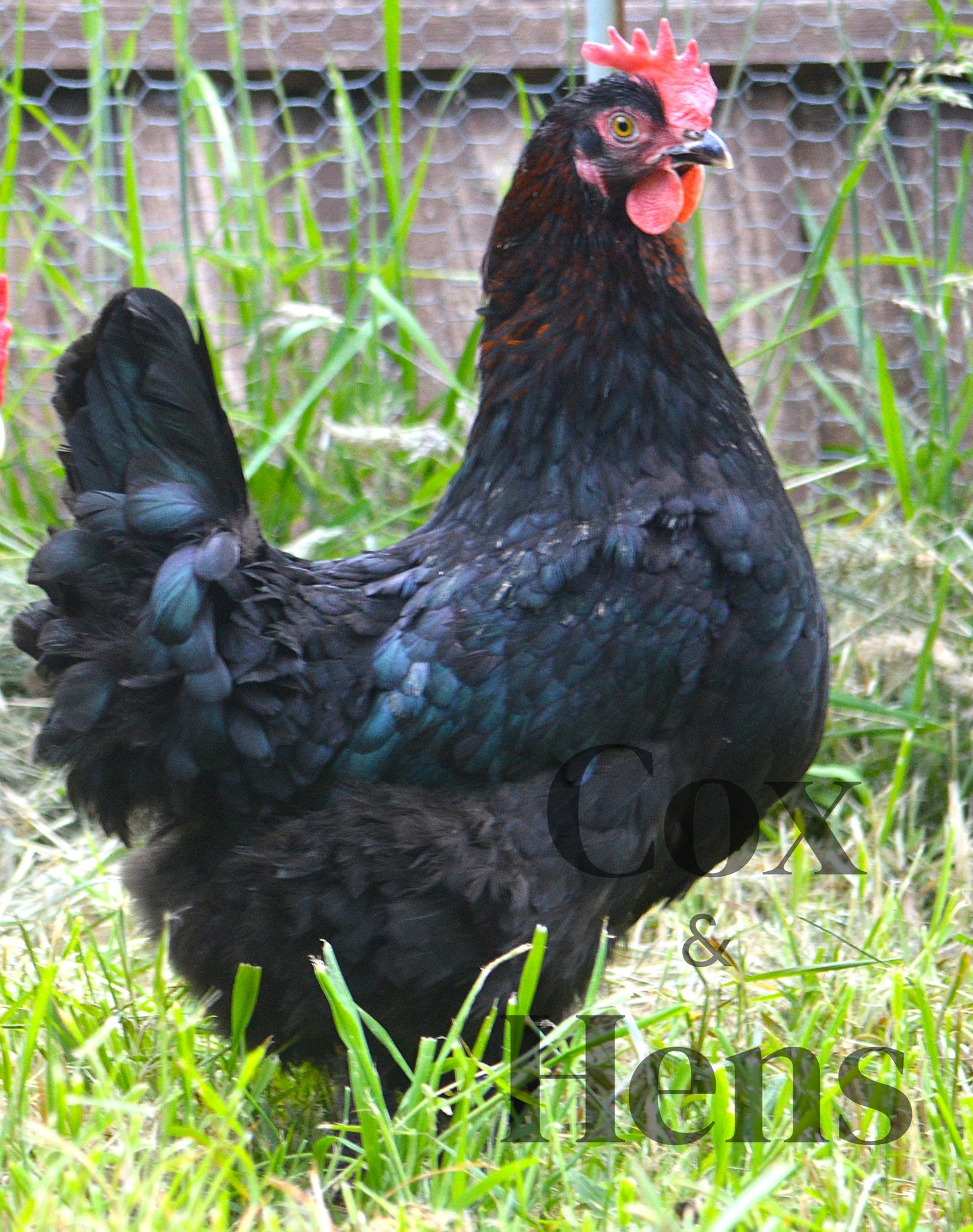 Black and Blue Mixed Copper Maran Dark Egg 12 Hatching Eggs