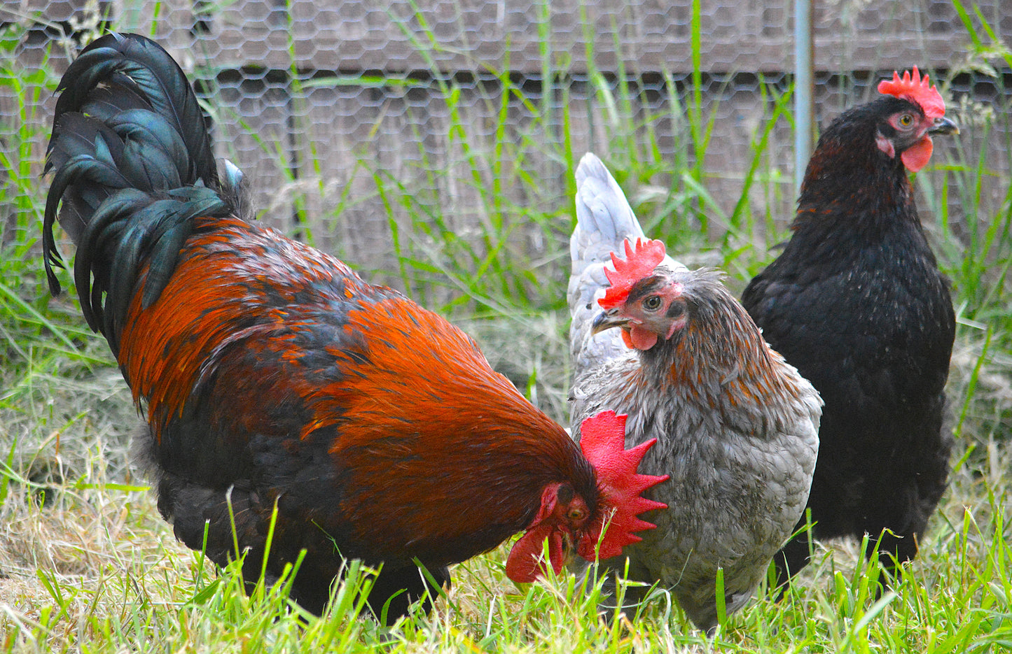 Lucky Dip of 12 Large Fowl Hatching Eggs
