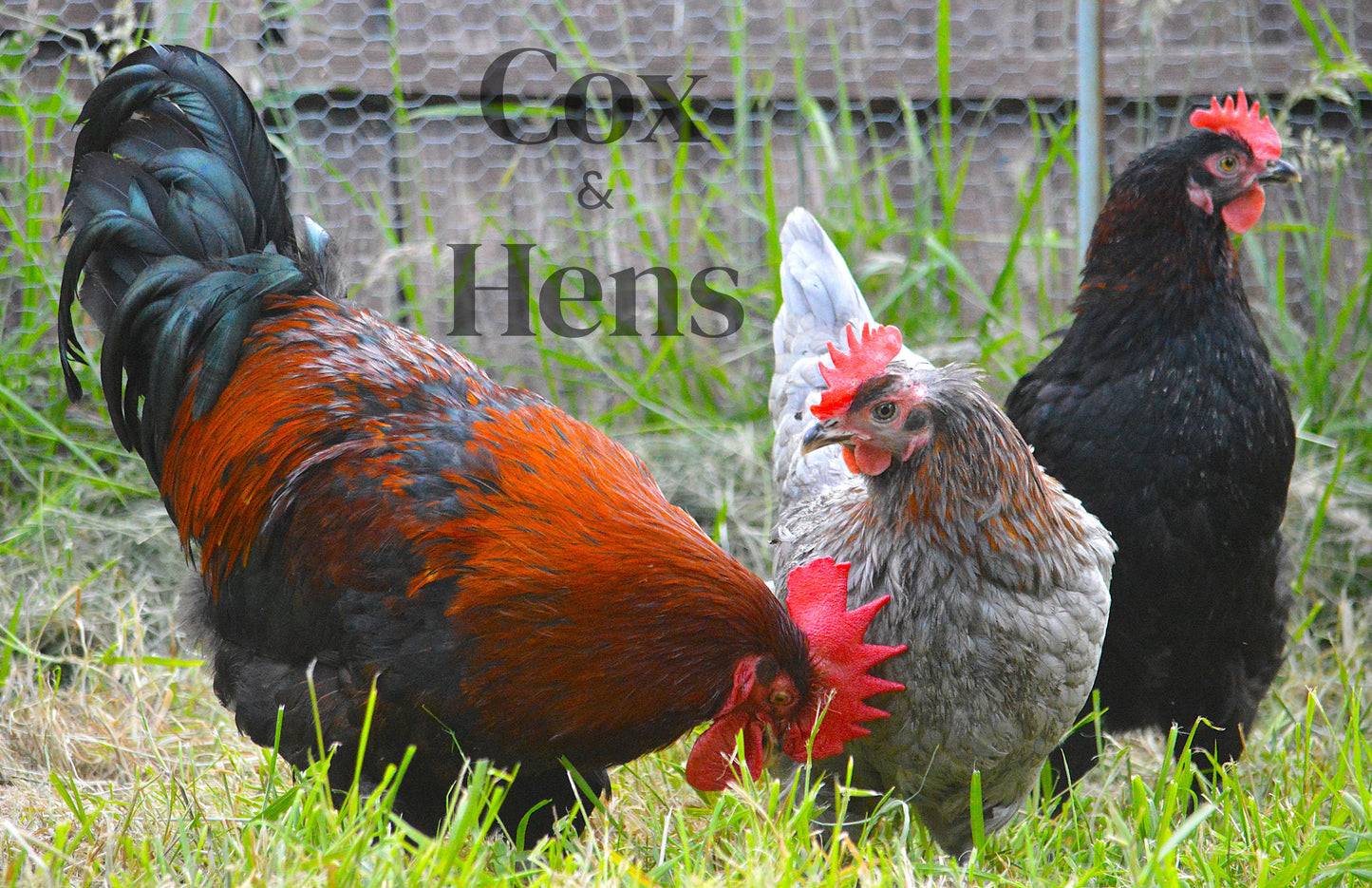 Black and Blue Mixed Copper Maran Dark Egg 12 Hatching Eggs