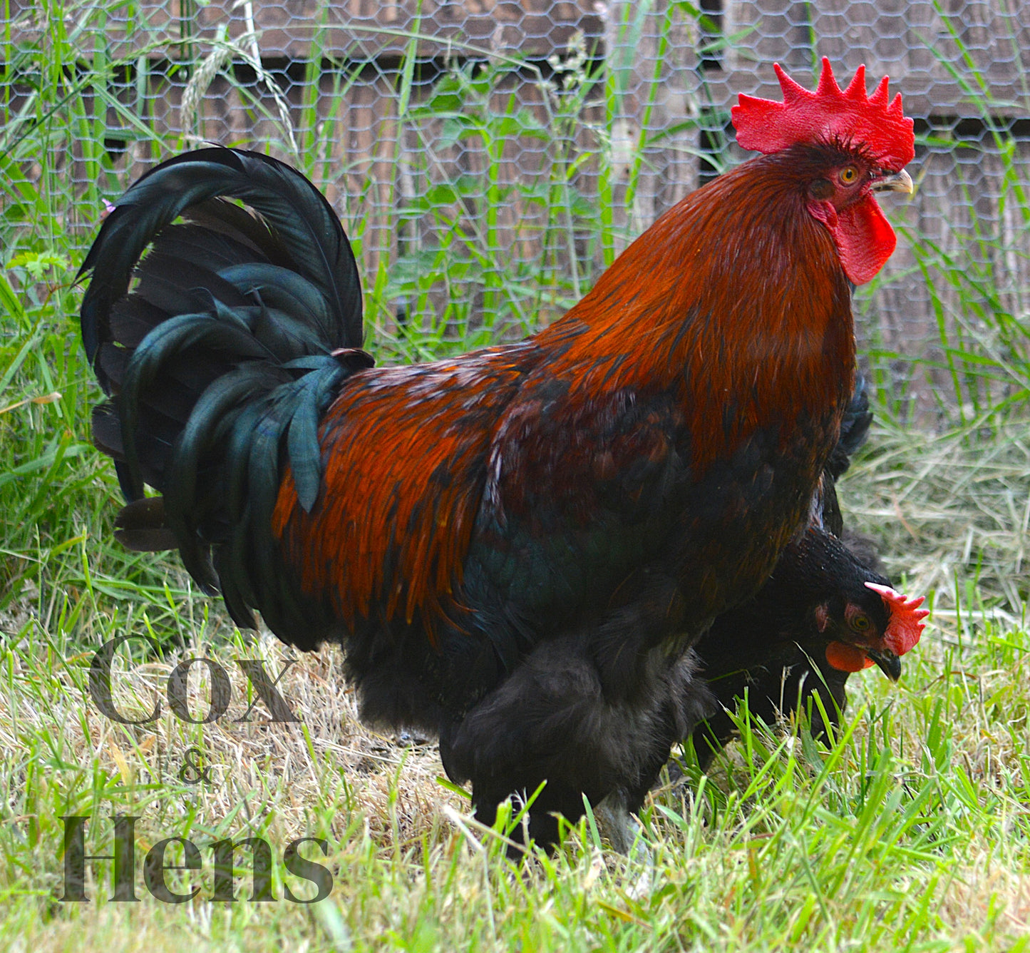 Black and Blue Mixed Copper Maran Dark Egg 12 Hatching Eggs