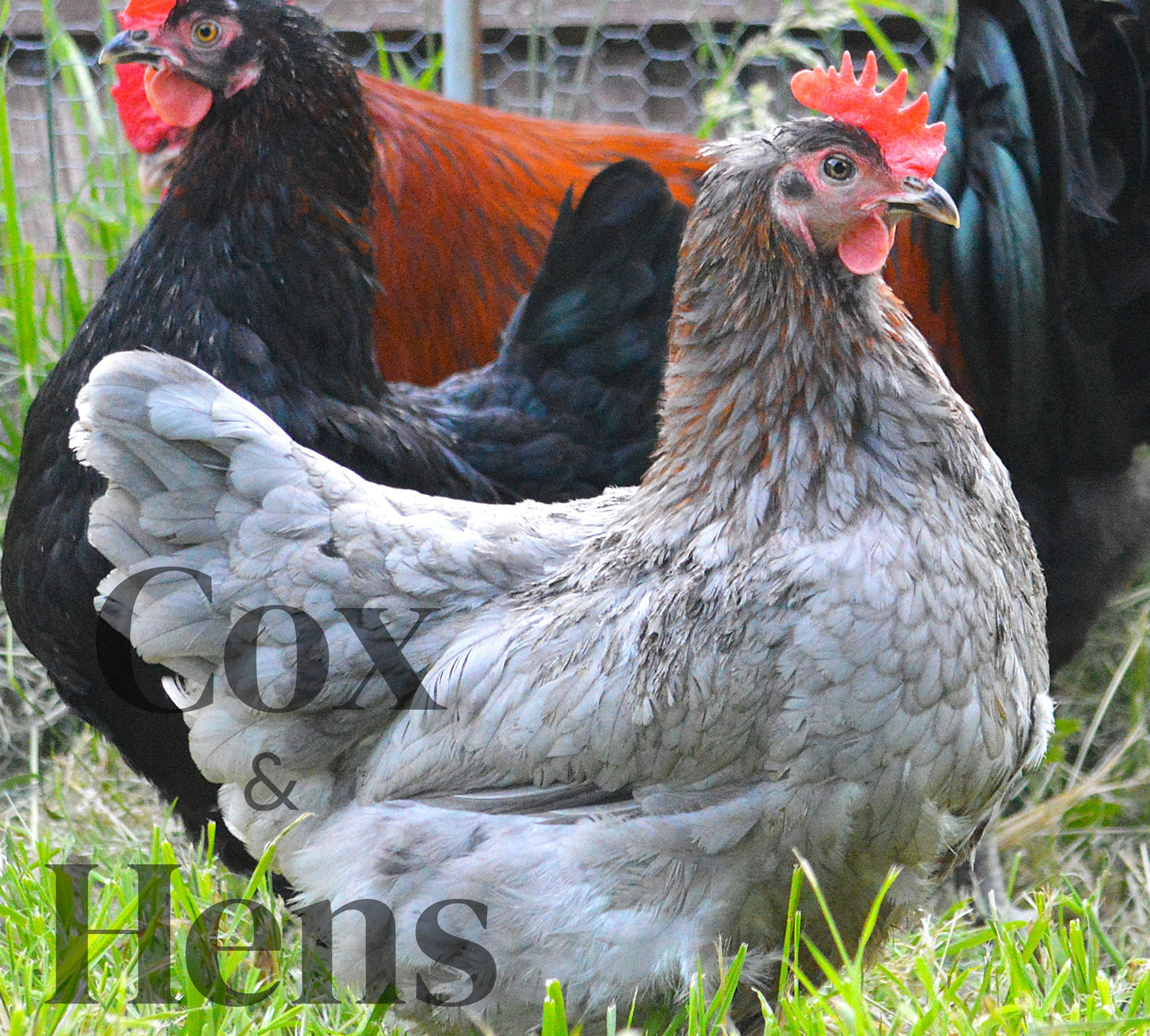 Black and Blue Mixed Copper Maran Dark Egg 12 Hatching Eggs