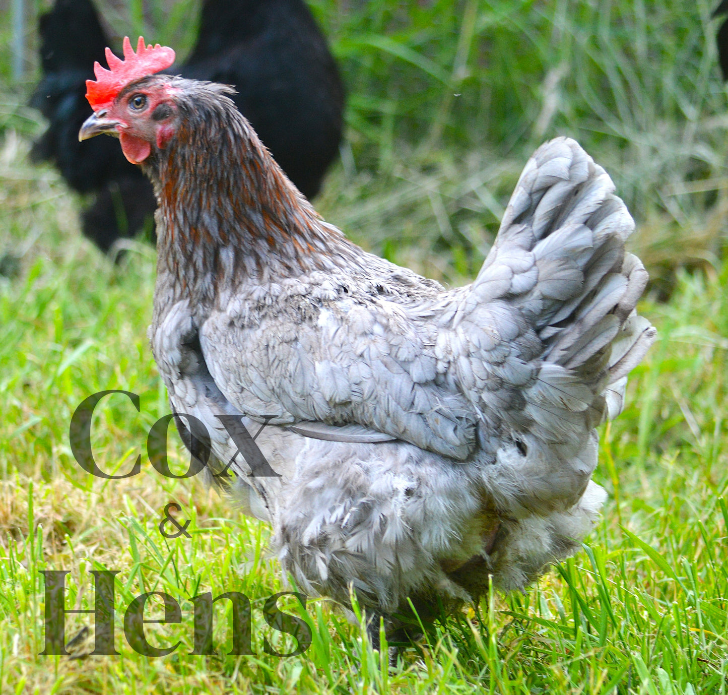 Black and Blue Mixed Copper Maran Dark Egg 12 Hatching Eggs