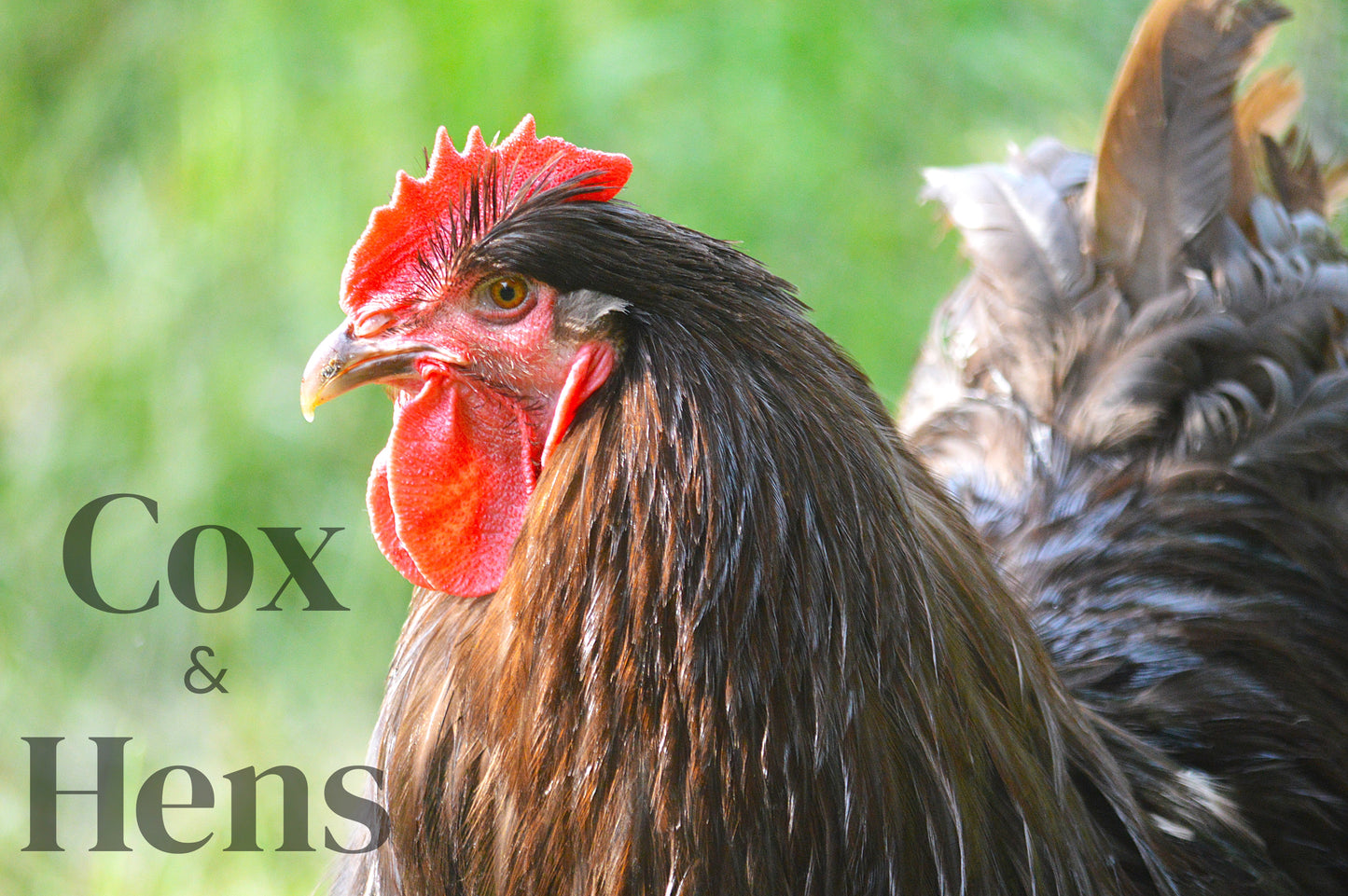 Chocolate And Chocolate Mottled Orpington 12 Hatching Eggs