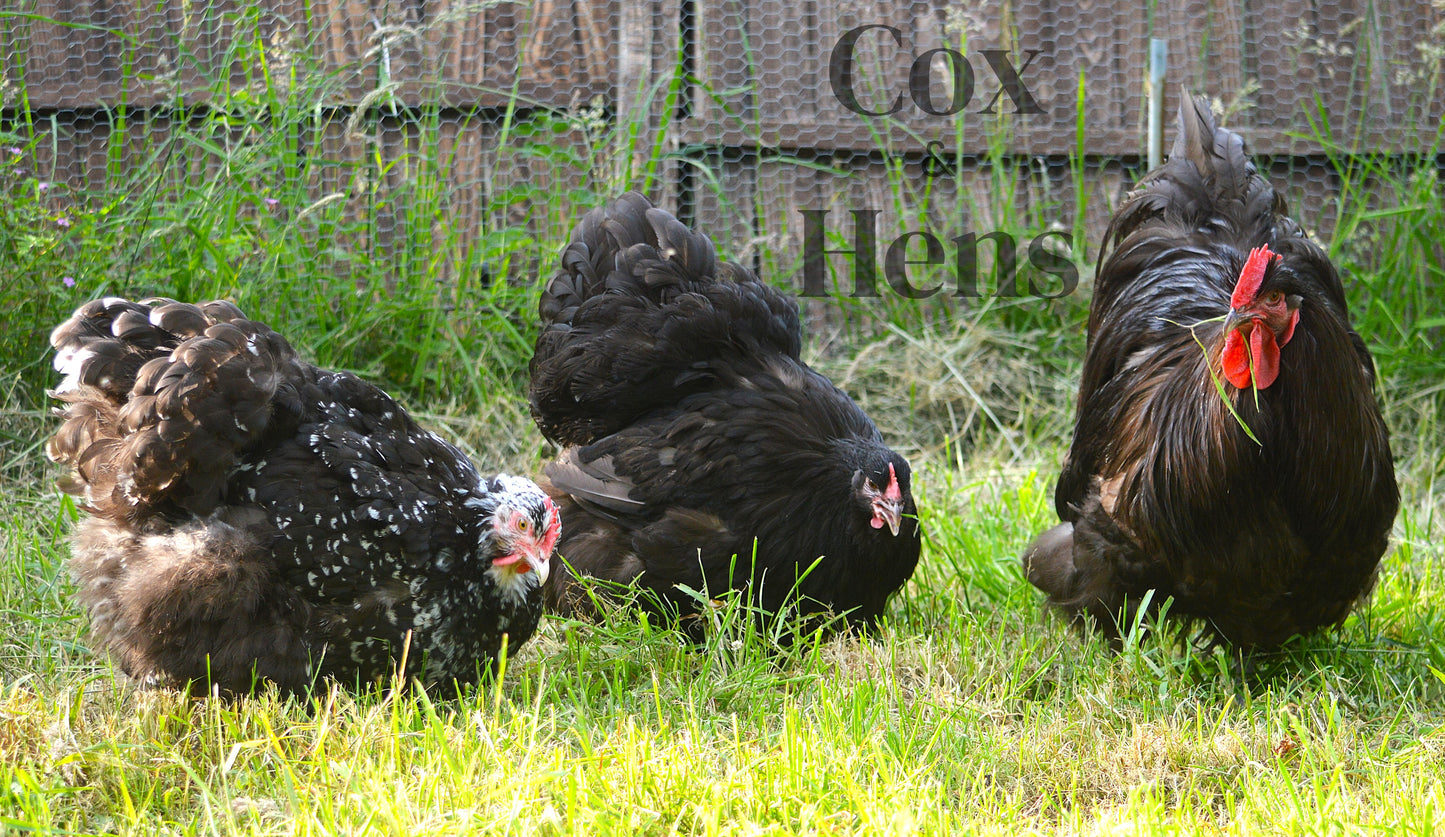 Chocolate And Chocolate Mottled Orpington 12 Hatching Eggs