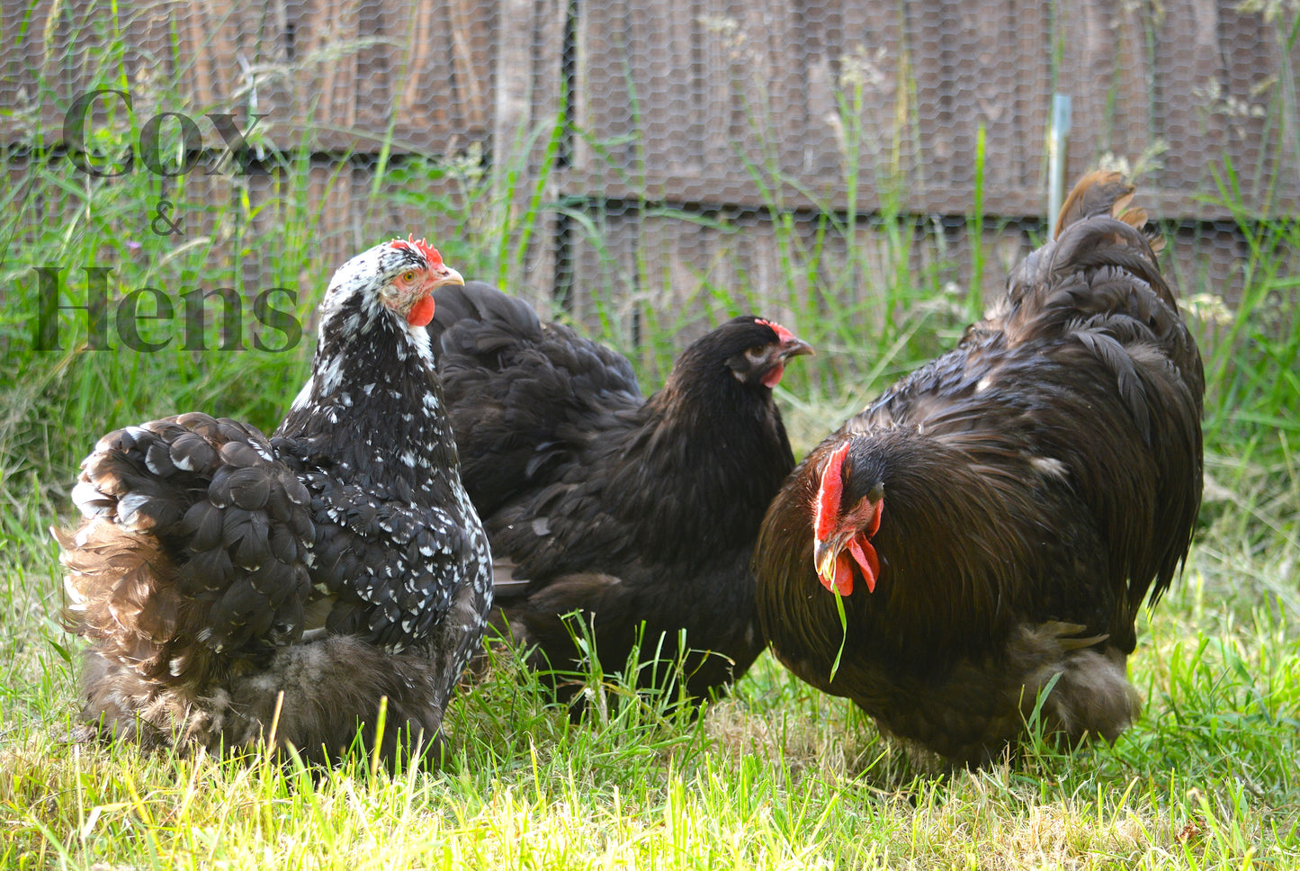 Chocolate And Chocolate Mottled Orpington 12 Hatching Eggs