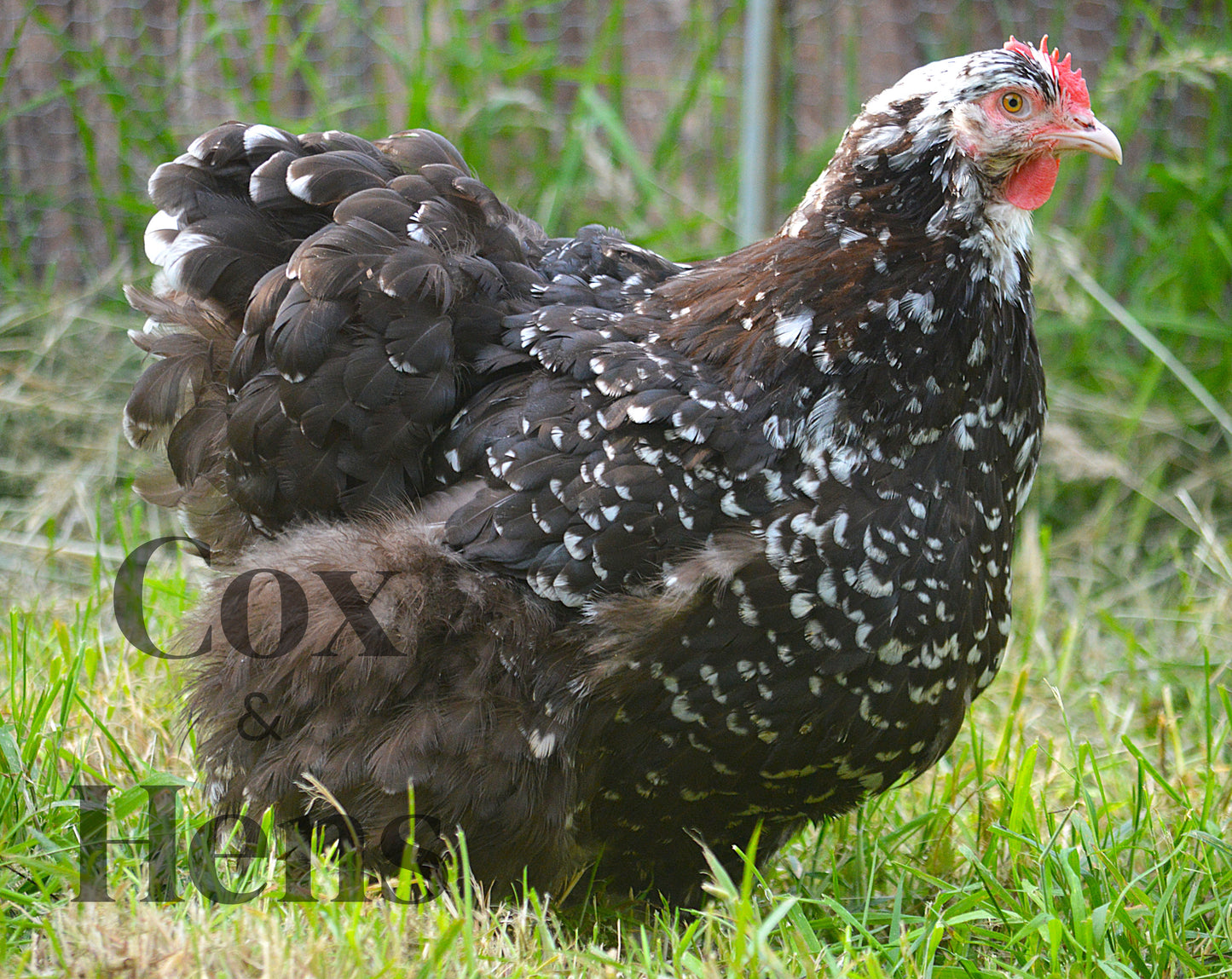 Chocolate And Chocolate Mottled Orpington 12 Hatching Eggs