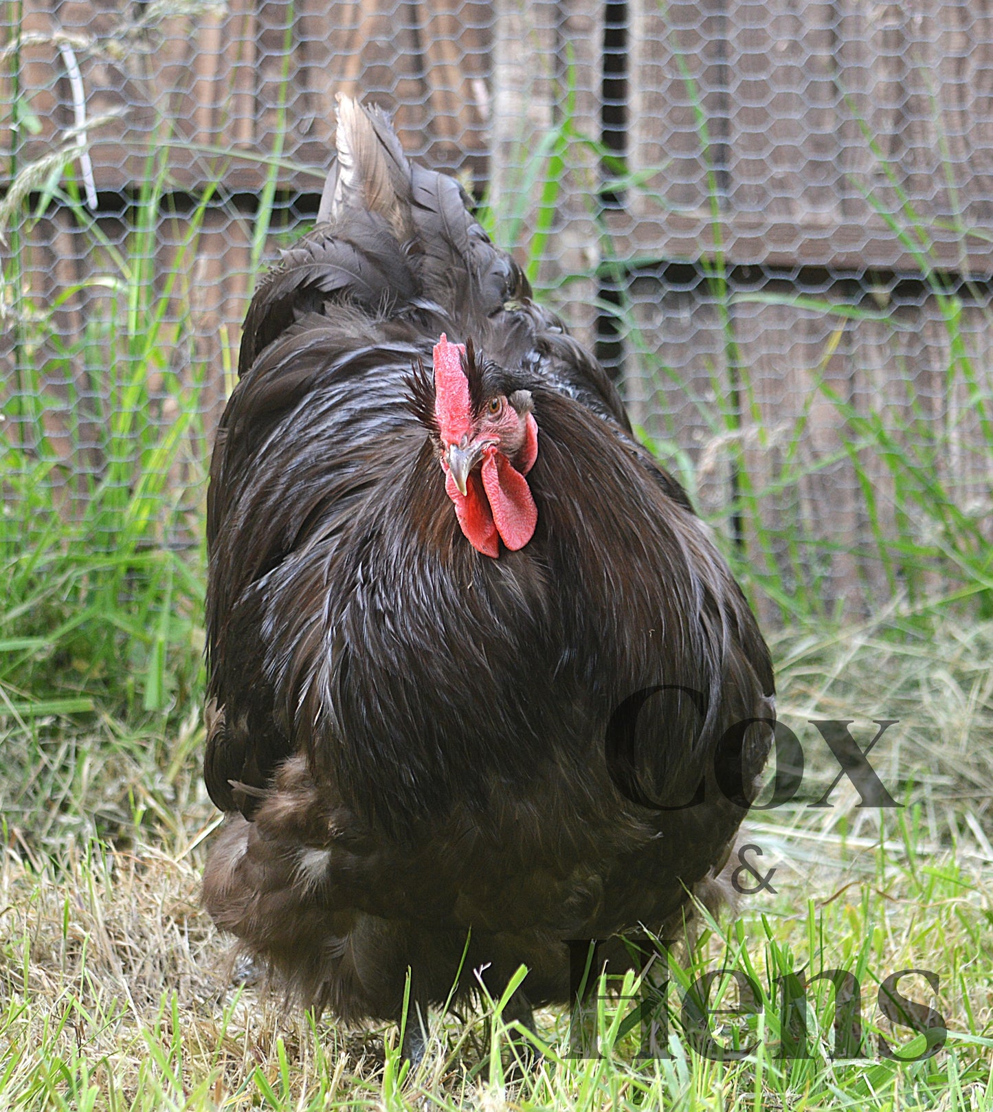 Chocolate And Chocolate Mottled Orpington 12 Hatching Eggs
