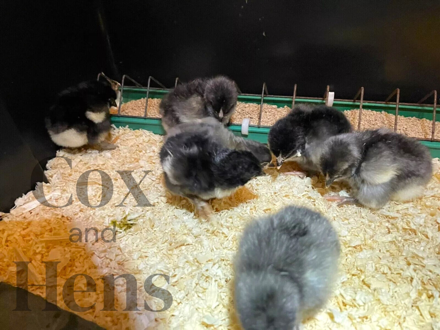 Black and Blue Mixed French Copper Maran 6 Hatching Eggs