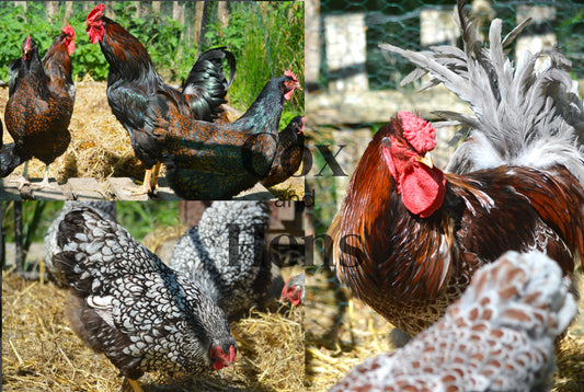 Mixed  Laced Breeds 12 Hatching Eggs
