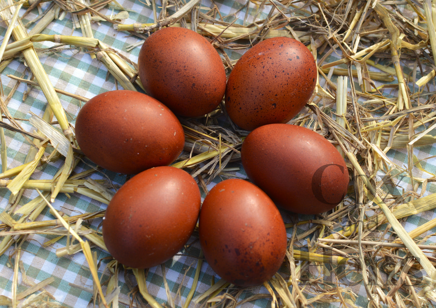 Black and Blue Mixed French Copper Maran 6 Hatching Eggs