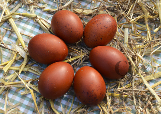 Black and Blue Mixed Copper Maran 12 Hatching Eggs