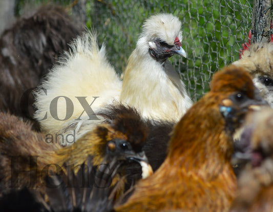 Mixed Colour Silkie Bantam 6 Hatching Eggs