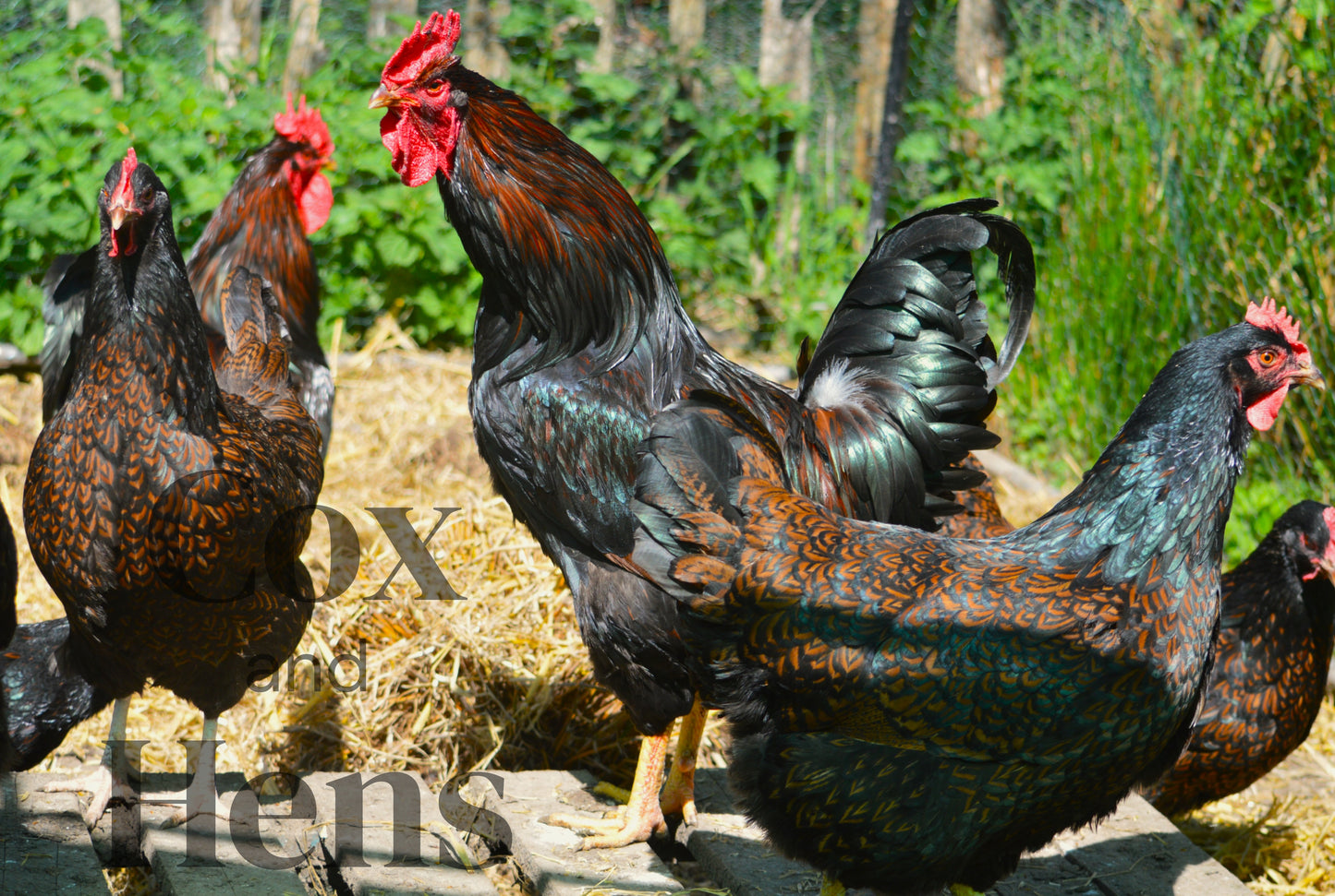 Gold Double Laced Barnevelder 6 Hatching Eggs