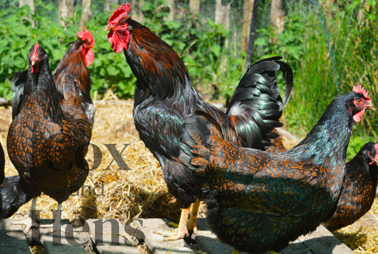 Gold Double Laced Barnevelder 12 Hatching Eggs